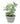 POTTED SWEDISH IVY