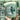 PICKLE COTTON CANDY